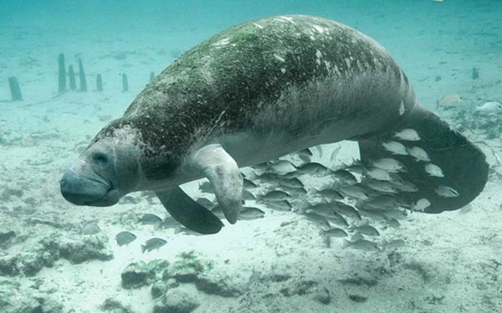A manatee swims through clear blue water with a school of fish. 